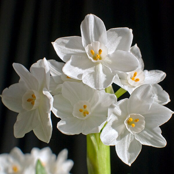 Inbal Paperwhites Bulbs 14-15cm- Indoor Narcissus: Perfect for forcing, not as strong smelling as zivas! FREE SHIPPING!!