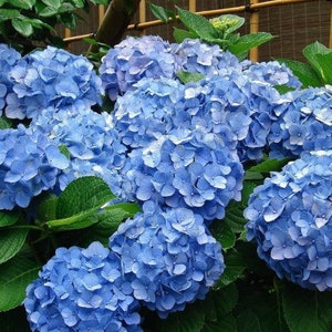 Hydrangea Arborescens Blue 2.25 Inch Starter Plant, this is an End of the Season price on these, get them at a Bargain image 1