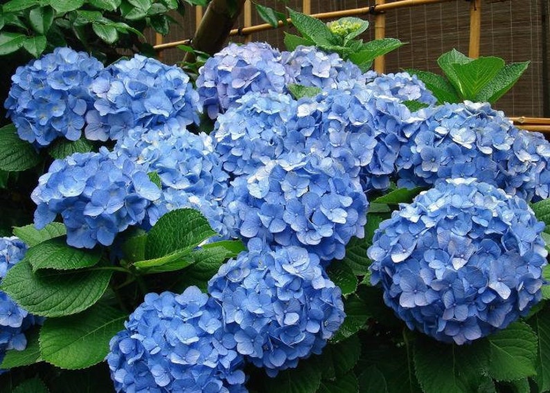 Hydrangea Arborescens Blue 2.25 Inch Starter Plant, this is an End of the Season price on these, get them at a Bargain image 1