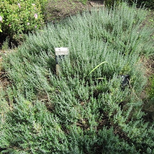 BBQ Rosemary Plants in 3.5" Pots-Aromatic Culinary Herbs-You Choose How Many!!!