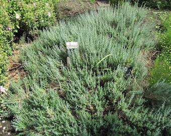 Arp Rosemary Plants in 3.5" Pots-Aromatic Culinary Herbs-You Choose How Many!!!