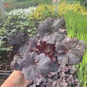 Midnight Rose Heuchera in 3.5 inch  Size Pots/Coral Bells---you choose amount!!