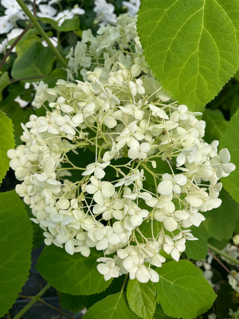 Hydrangea Arborescens Annabelle 2.5 Inch Starter Plant, this is an End of the Season price on these, get them at a Bargain image 7