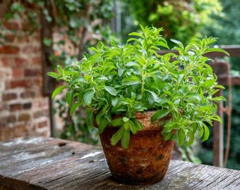 May include: A terracotta pot filled with vibrant green plants sits on a weathered wooden surface. The plant has many small green leaves. The background features a brick wall and lush greenery, creating a natural, outdoor setting.