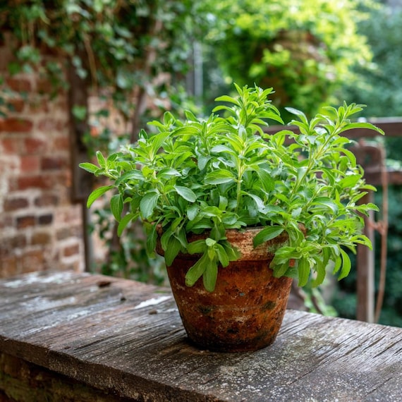 Stevia Plants, in 3.5 inch Pots-- Heat and Cold sensitive. Be mindful of your temps when ordering.