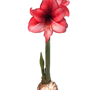 May include: A vibrant red amaryllis flower with white accents, blooming atop a green stem. The bulb is painted white with gold accents. The flower has multiple petals and a prominent center.
