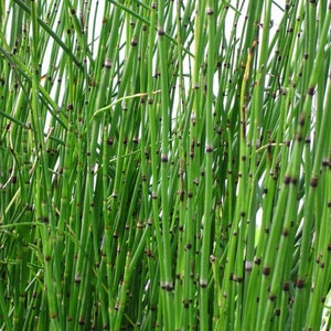 Horsetail Grass in a 4 inch containers