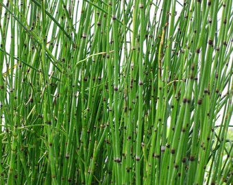 Horsetail Grass in a 4 inch containers