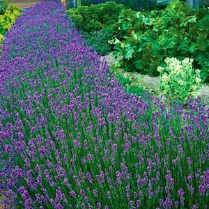 Grosso Lavender/ Lavandin Lavandula X Intermedia/ "Fat Spike" in 4 Inch Pots Bild 3