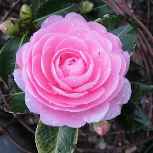 EG Waterhouse Pink Camellia in 4 inch pot *Cold and Heat Sensitive* Cannot Ship Out of the USA, free shipping, you choose amount!