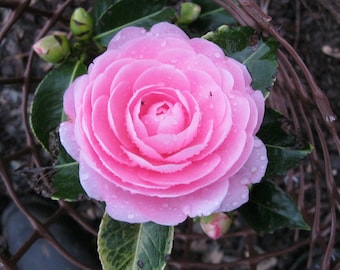 EG Waterhouse Pink Camellia in 4 inch pot *Cold and Heat Sensitive* Cannot Ship Out of the USA, free shipping, you choose amount!