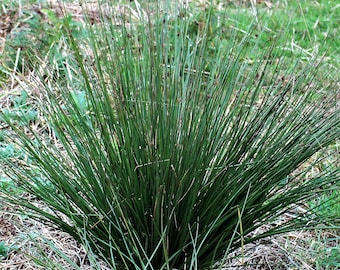 Soft Rush Grass in Either 2.5 or 4 Inch Containers (one plant per pot)--depending on What is Available…
