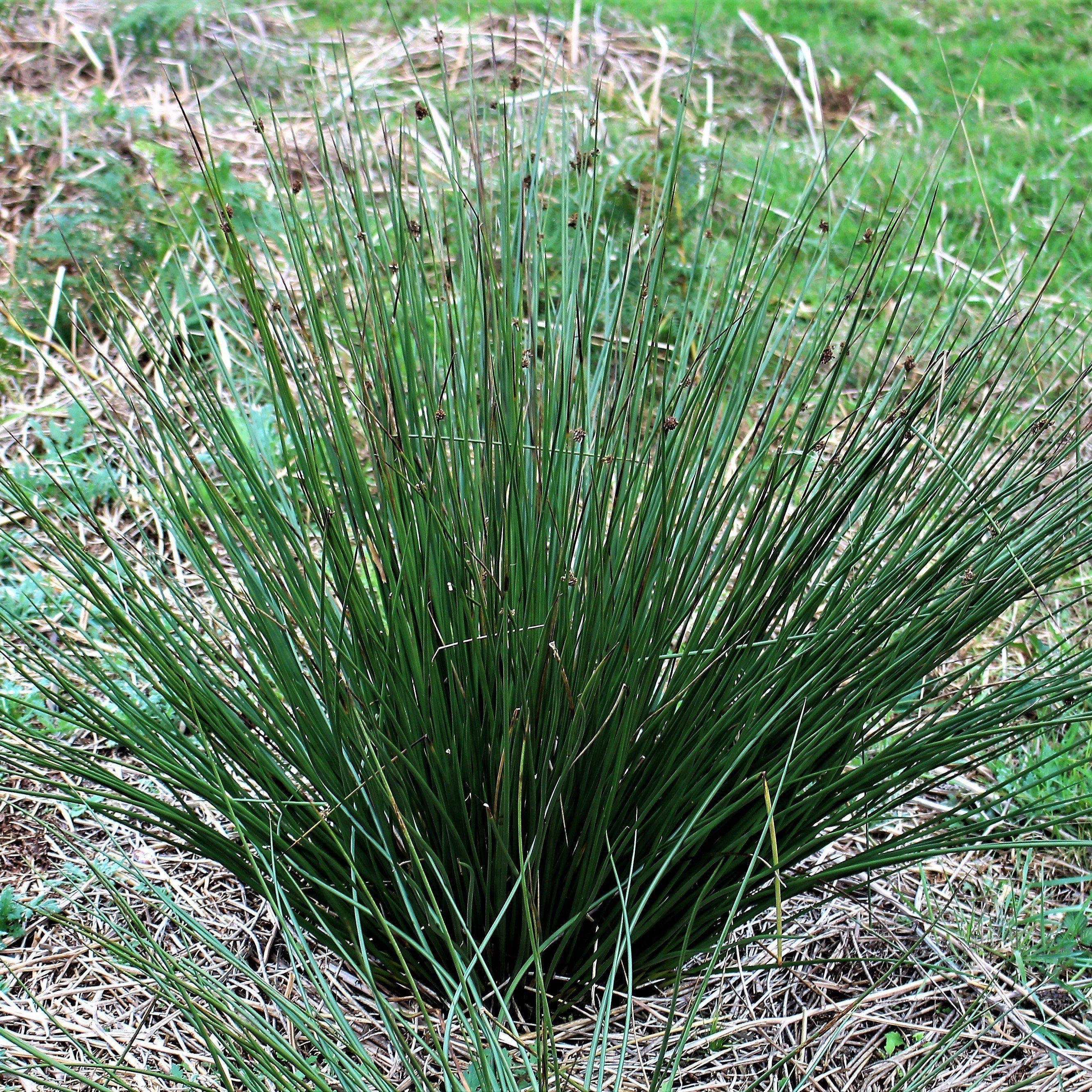Rush grass deals