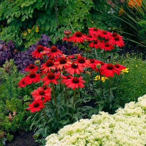 Kismet Red  Compact Cone Flower/ Echinacea in 4 Inch Pots, Great Starter Plants!