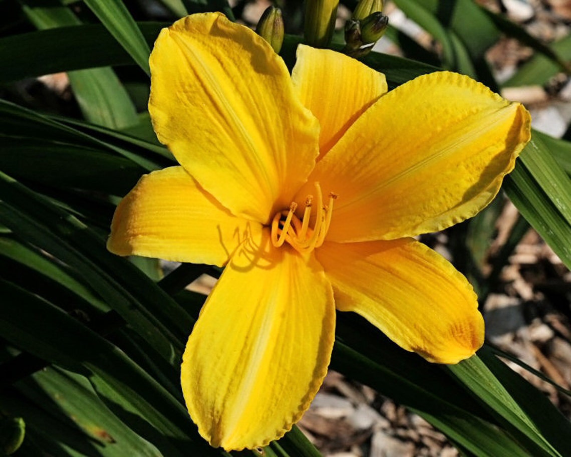 Bareroot Hemerocallis Buttered Popcorn Daylily 12 Fans Etsy