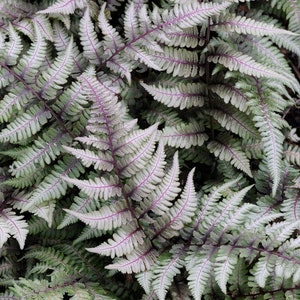 Japanese Painted Fern - - Shade Lover - Hardy - 4 inch cup