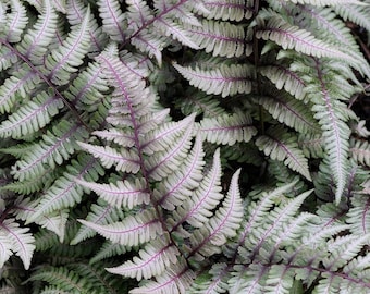 Japanese Painted Fern-Shade Lover-Hardy-4 inch cup. Do not order in extreme temperatures. These do not travel well in hot or cold weather