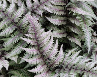 Japanese Painted Fern - - Shade Lover - Hardy - 4 inch cup