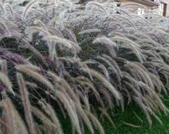 Purple Fountain Grass Pennisetum 'Rubrum' in a 4" pot