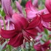 see more listings in the Bulbs section