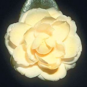 Lemon Glow Camellia in 4 inch pot *Cold and Heat Sensative* Cannot Ship Out of the USA, free shipping, you choose amount!