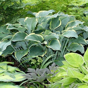 Regal splendor Hosta Bareroot, you choose amount!