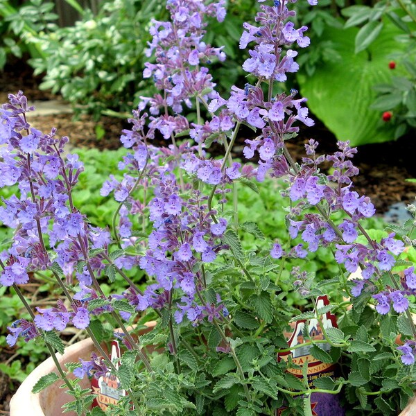 Walker's Low Catmint 3.5" pots- Deer Resistant!! Attracts butterflies, hummingbirds. Temp sensitive. Do not order in extreme hot or cold