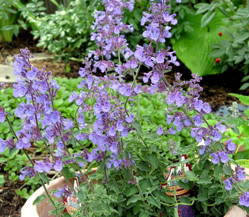 Walker's Low Catmint 3.5 Pots Deer Resistant Etsy