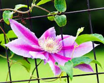 Clematis 'Fireworks' in a 4" pot-- You Choose Amount!!!
