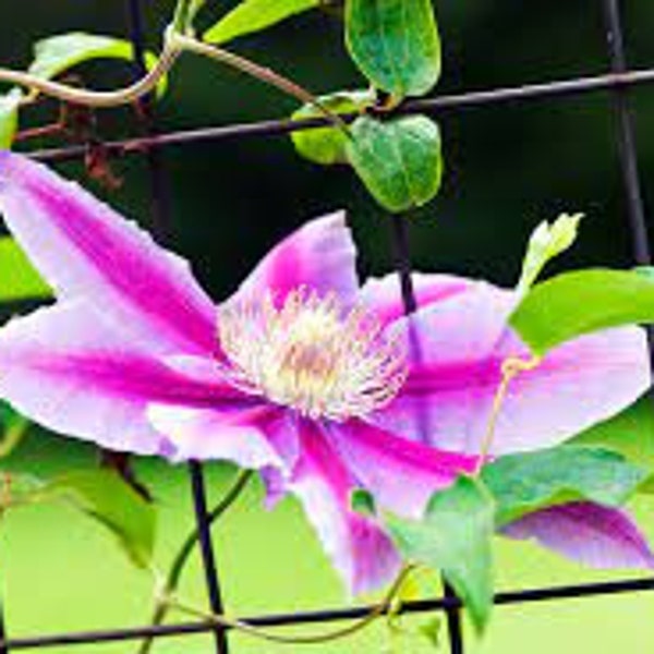 Clematis 'Fireworks' in a 4" pot-- You Choose Amount!!!