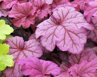 3 Berry Smoothie Heuchera in 3 inch  Size Plugs/Coral Bells---Plugs removed from tray, and stretch wrapped for transit
