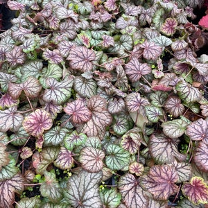 Green Spice Heuchera in 3.5 inch  Size Plugs/Coral Bells---