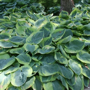 Frances Williams Hosta Bareroot