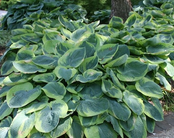 Frances Williams Hosta Bareroot