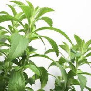 May include: Close-up of a green stevia plant with multiple stems and leaves.