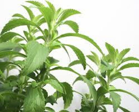 Stevia Plants, in 3.5 inch Pots-- Heat and Cold sensitive. Be mindful of your temps when ordering.