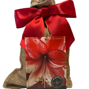 Charisma Amaryllis Bulb in Burlap Gift Bag Amaryllis Bulb!! Easy to Grow Bulbs--Includes Growing Medium--Great Holiday Gift!!!!