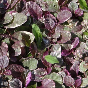 May include: A close-up of a patch of leafy ground cover with green and purple leaves. The leaves have a silvery sheen and are arranged in a dense, overlapping pattern.