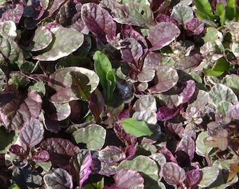 Burgundy Glow: Ajuga Bareroot Plants, you choose amount! Please read planting instructions in the description.