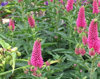 Veronica Speedwell 'First Love' Plants in a 3.5" Pot--Pink Blooming Veronica!!!