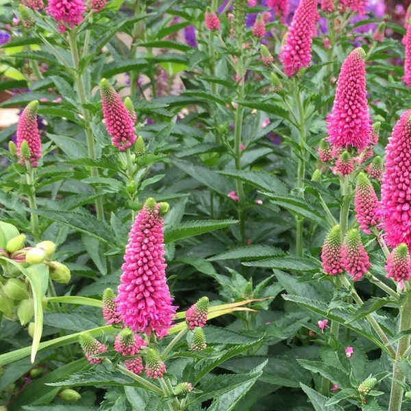 Veronica Speedwell 'First Love' Plants in a 3.5" Pot--Pink Blooming Veronica!!!