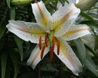 Garden Party Lilium Bulbs...you choose amount!