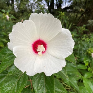 Native Tennessee Swamp Mallow Hibiscus Seeds--Free Shipping!! You choose amount!
