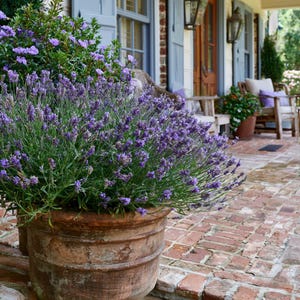 May include: A large, weathered terracotta pot filled with a dense, vibrant lavender plant featuring numerous purple flower spikes. The round, rustic clay container displays a textured, earthy brown surface and sits on a red brick patio.