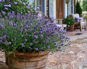 May include: A large, weathered terracotta pot filled with a dense, vibrant lavender plant featuring numerous purple flower spikes. The round, rustic clay container displays a textured, earthy brown surface and sits on a red brick patio.