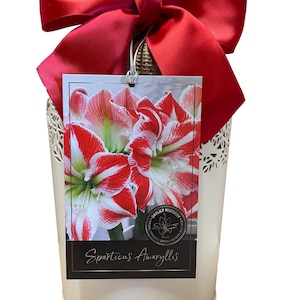 May include: A white metal planter with a decorative cut-out design, holding a burlap sack tied with a red satin bow. A tag displays a close-up of red and white striped flowers, labeled "Sparticus Amaryllis."
