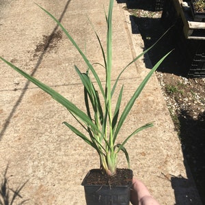 Lemongrass PlantContainer in 2.25 Inch Size Also known as Fever Grass, Cymbopogon Citratus image 5