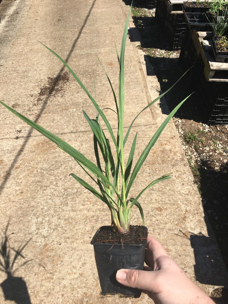 Lemongrass PlantContainer in 2.25 Inch Size Also known as Fever Grass, Cymbopogon Citratus image 5