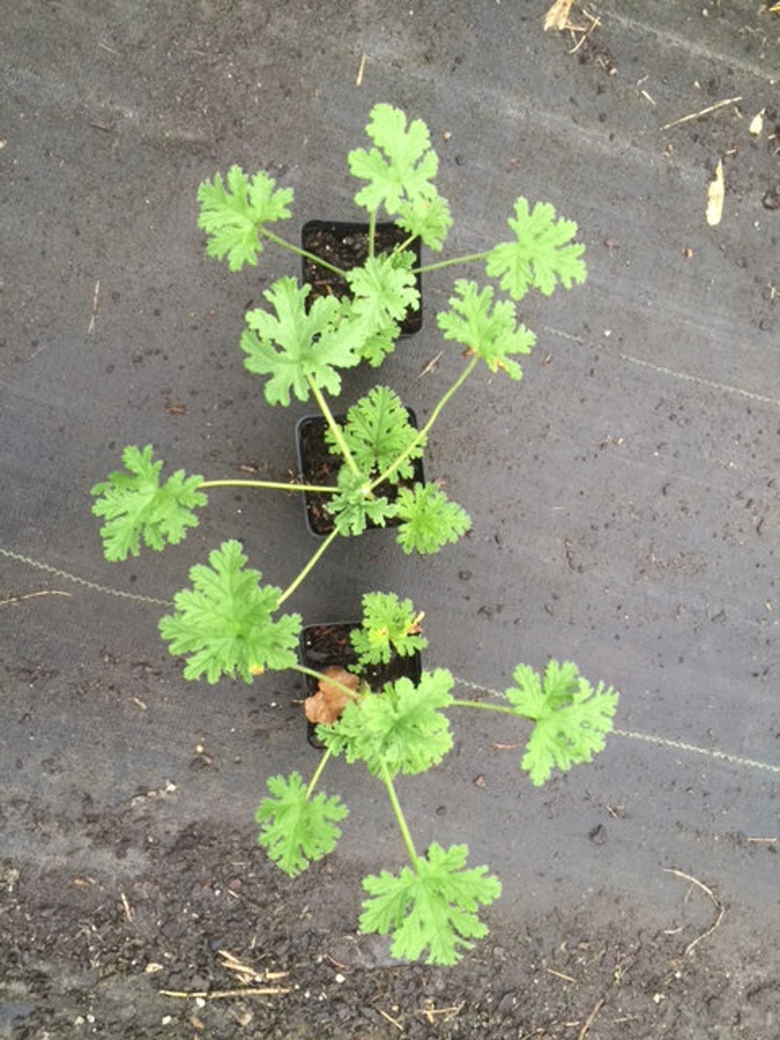 3 Citronella Plants in 2.5 Inch Pots . Mosquito Etsy