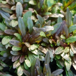 May include: Close-up of a patch of dark green and burgundy foliage. The leaves are long and narrow, with a slightly pointed tip. The plant has a lush, dense growth habit.